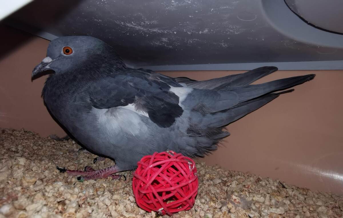 Мося в домике)