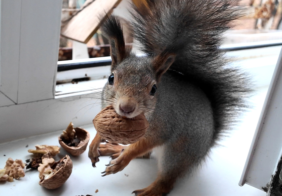 Стоп-кадр из видео. Видео прикреплено внизу статьи