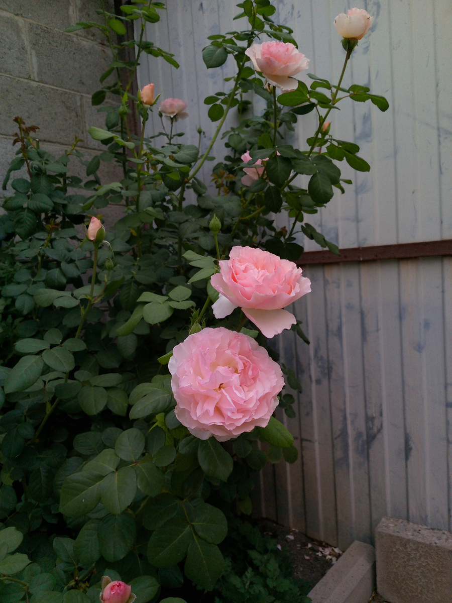 ЧГ роза "Принцесса Шарлен де Монако". Сентябрь 2025г.