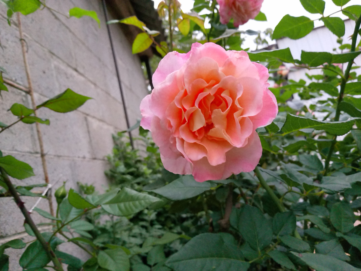 ЧГ роза "Августа Луиза", сентябрь 2025 г.