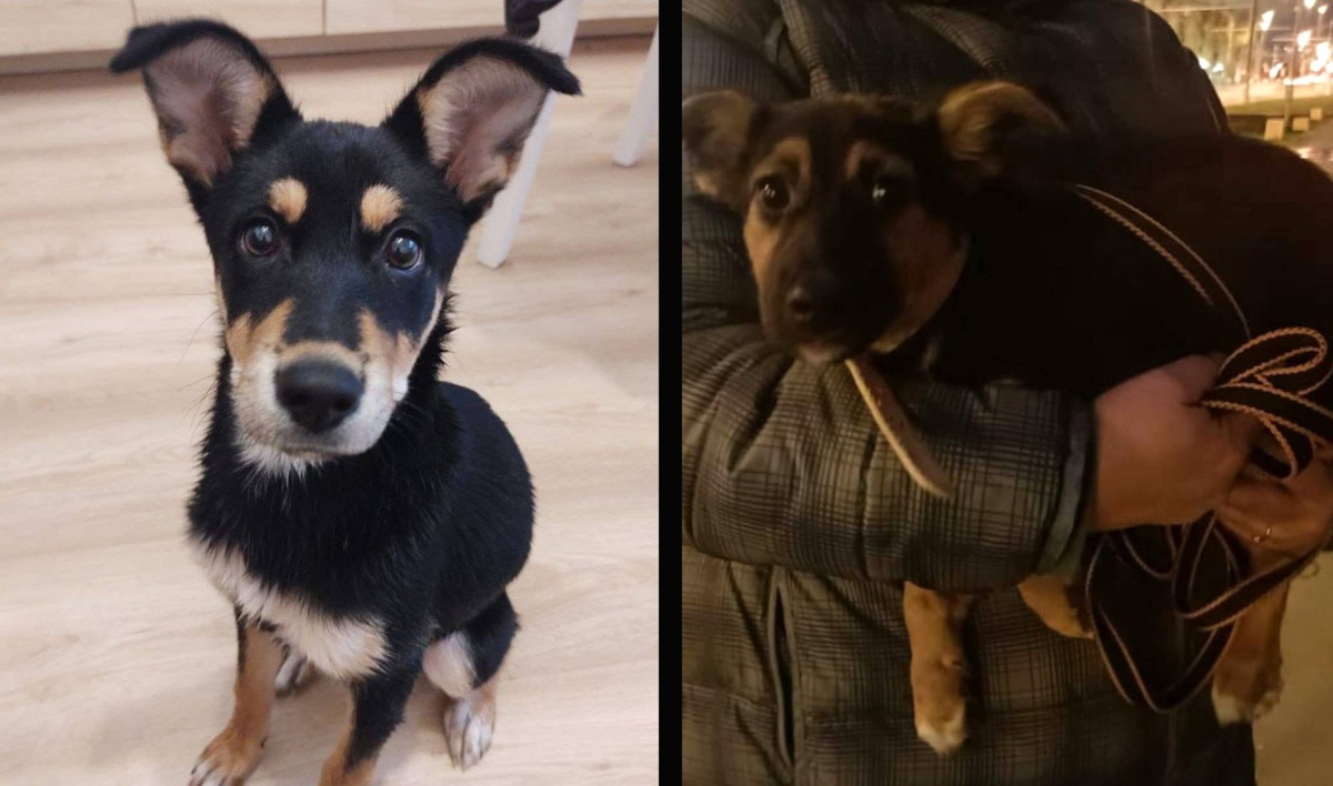     Фото: фонд «ЗооЗащита» / vk.com/zoozahita