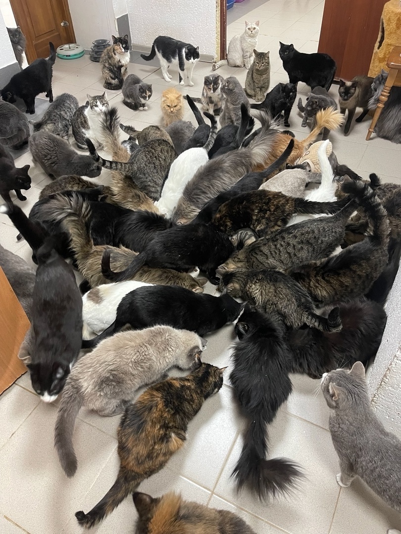 наи Тотошки