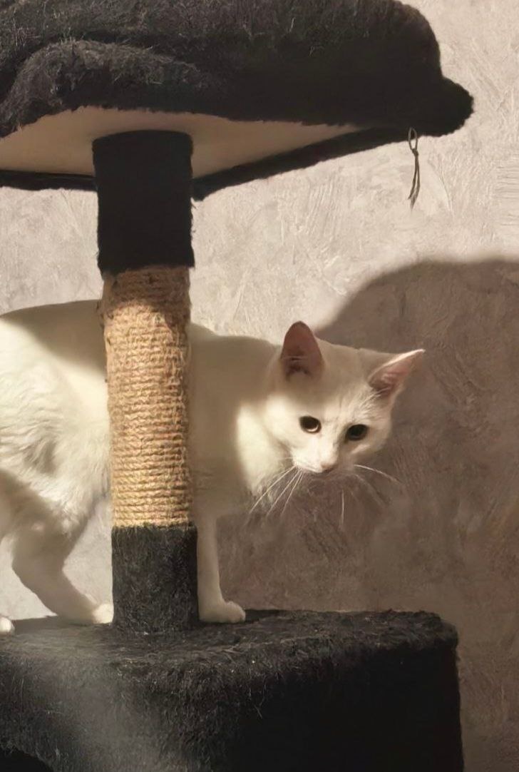 Зефир - глухой котик, выжил на улице, что уже чудо! Ищет дом +7 903 266-04-05