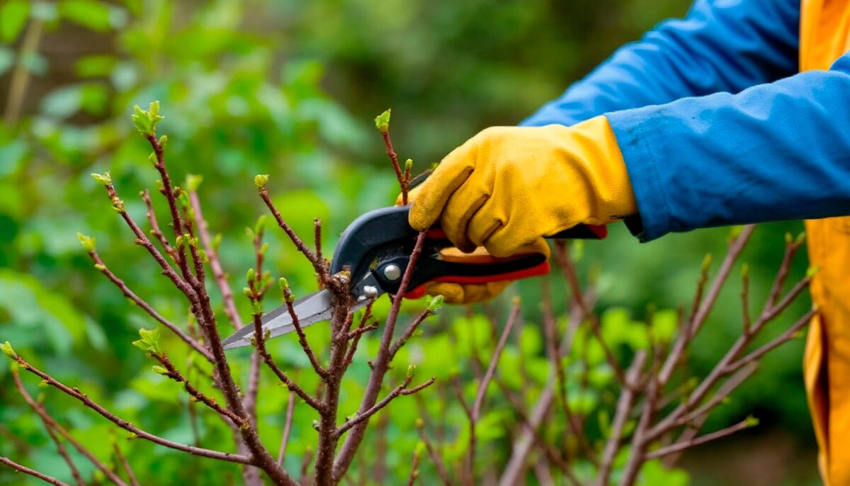 Осенняя обрезка растений важна для стимуляции их роста и цветения в следующем сезоне, а также для предотвращения болезней и вредителей, обеспечивая тем самым здоровье и красоту сада.