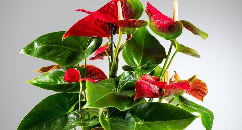 Как помочь Антуриуму разрастись вширь и выбросить до 6-10 цветоносов за раз. Делюсь своим опытом