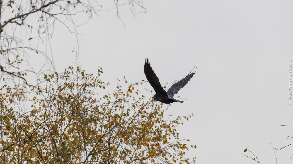 Ворон в полёте... © NickFW.ru — 11.10.2025г.