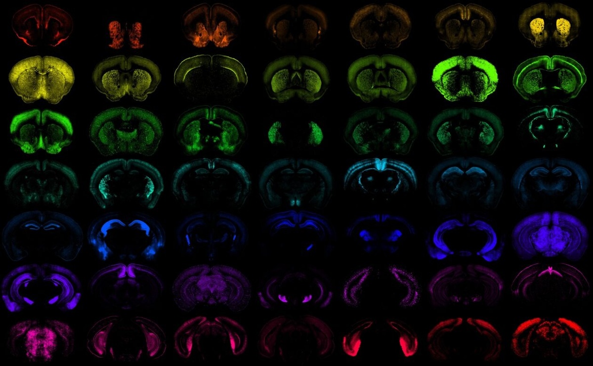 Различные популяции клеток в мозге мыши.    
 Источник: Allen Institute  📷
