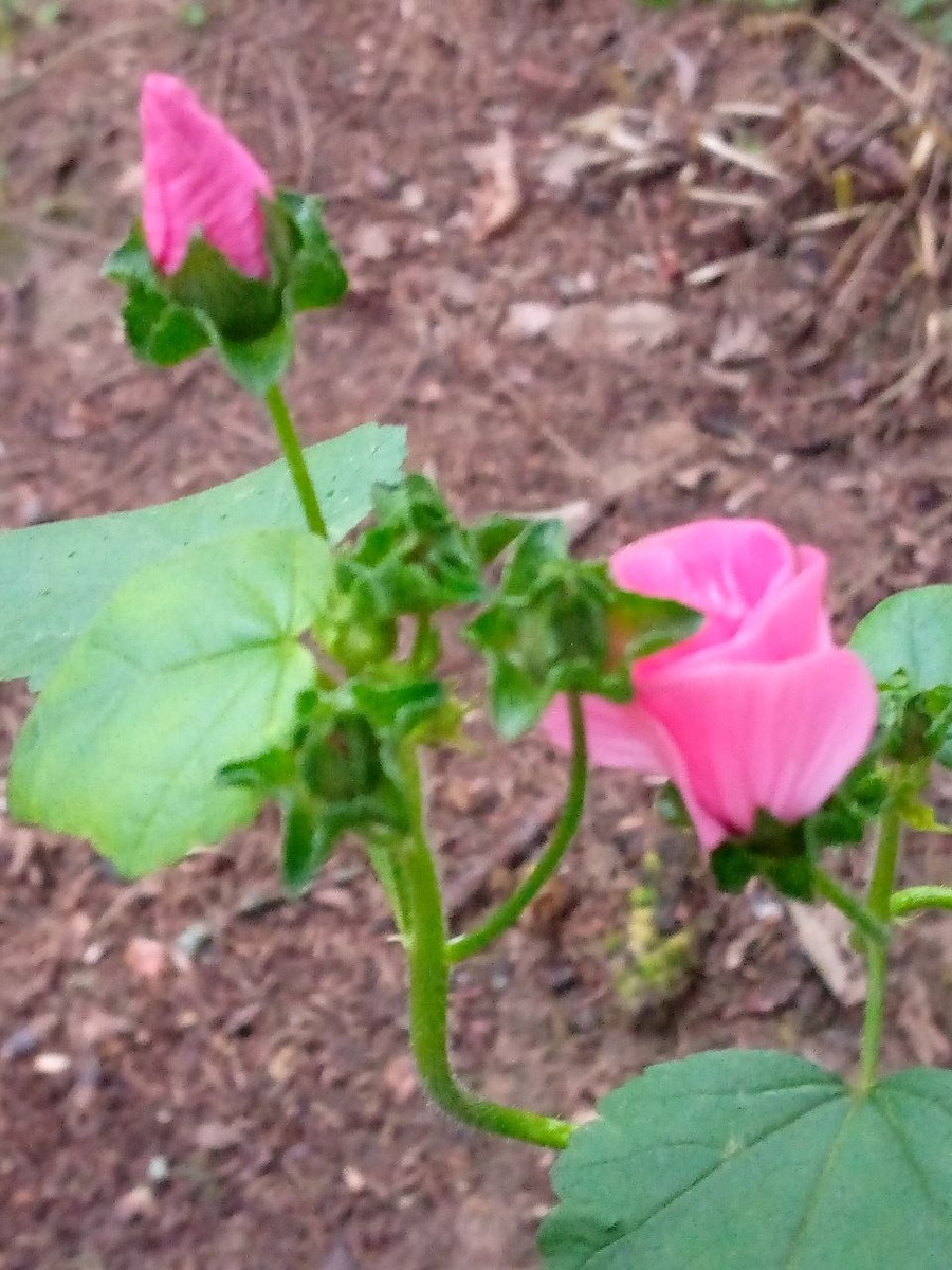 Лаватера. 13 ноября.