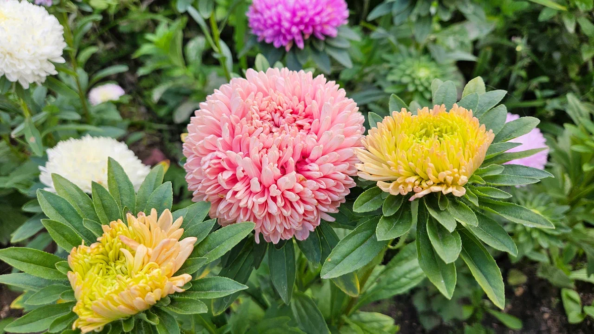 Цветочков вам всем!