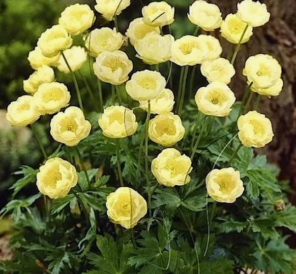 Более 25 многолетников, которые можно смело комбинировать и создавать неповторимую клумбу