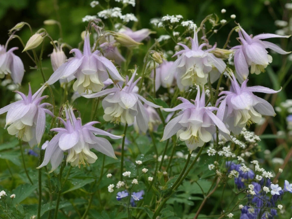 Аквилегия. Картинка сгенерирована автором в нейросети