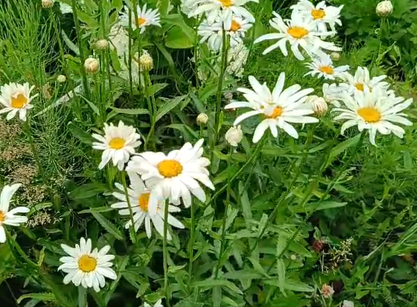 Нивяник обыкновенный. Фото автора