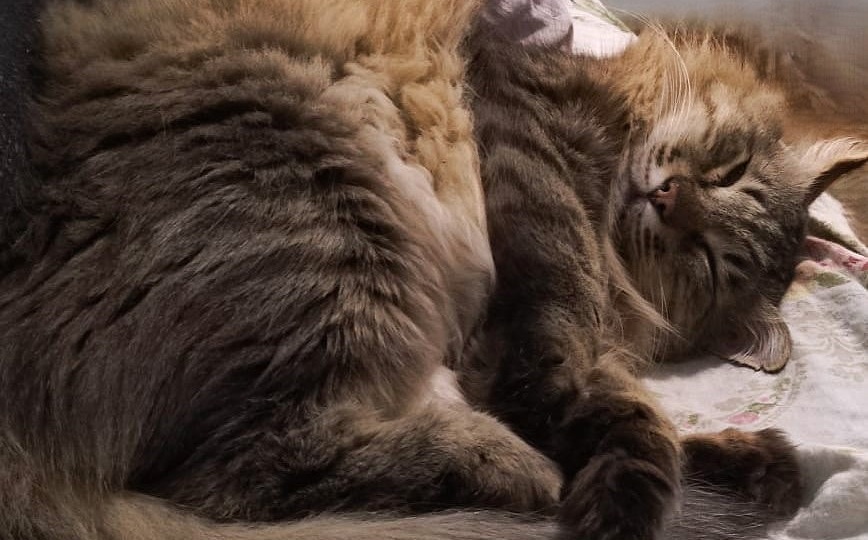 SOS! Наш канал на грани гибели, помогите спасти канал и приюты с ним связанные!