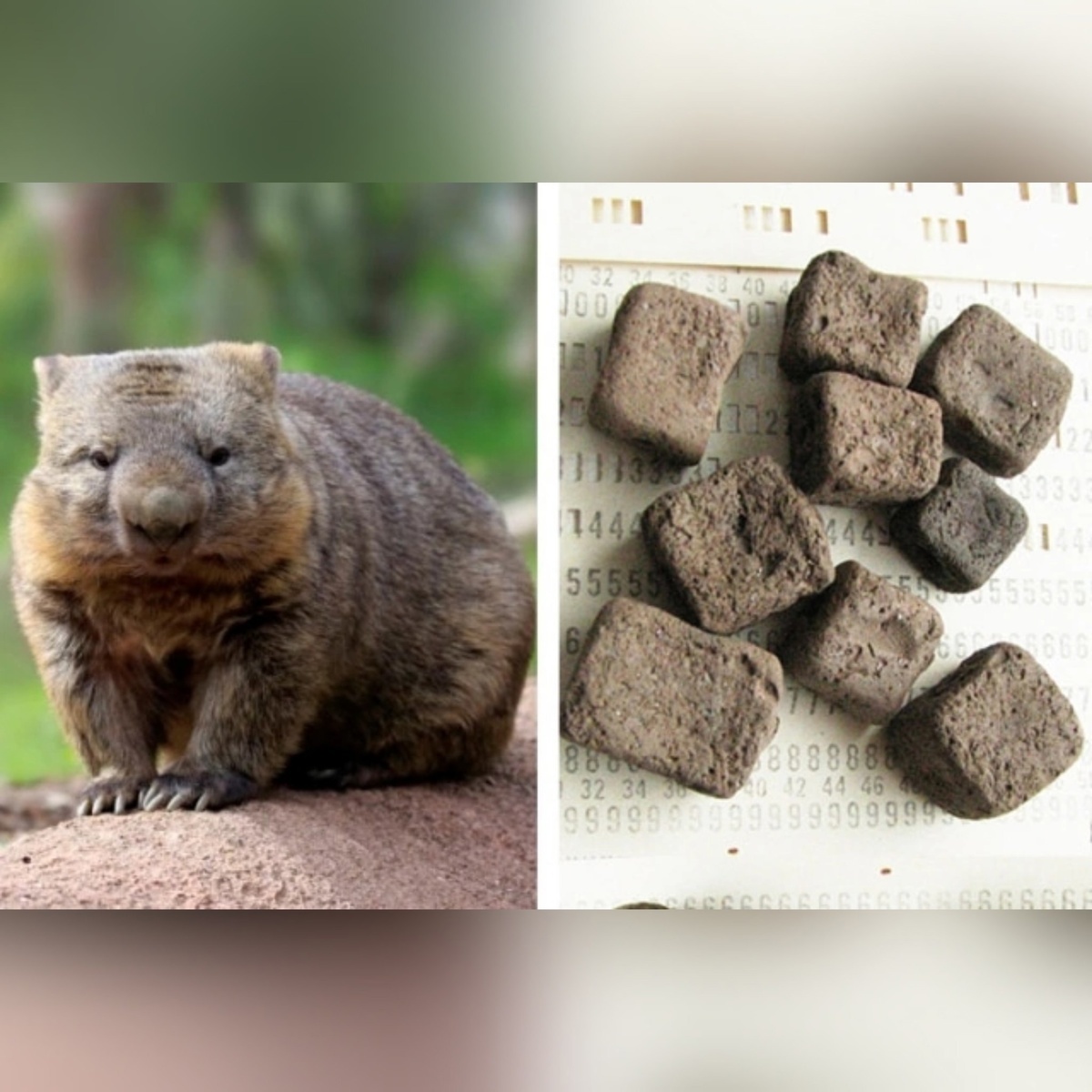 Вомбат и его квадратные экскременты 