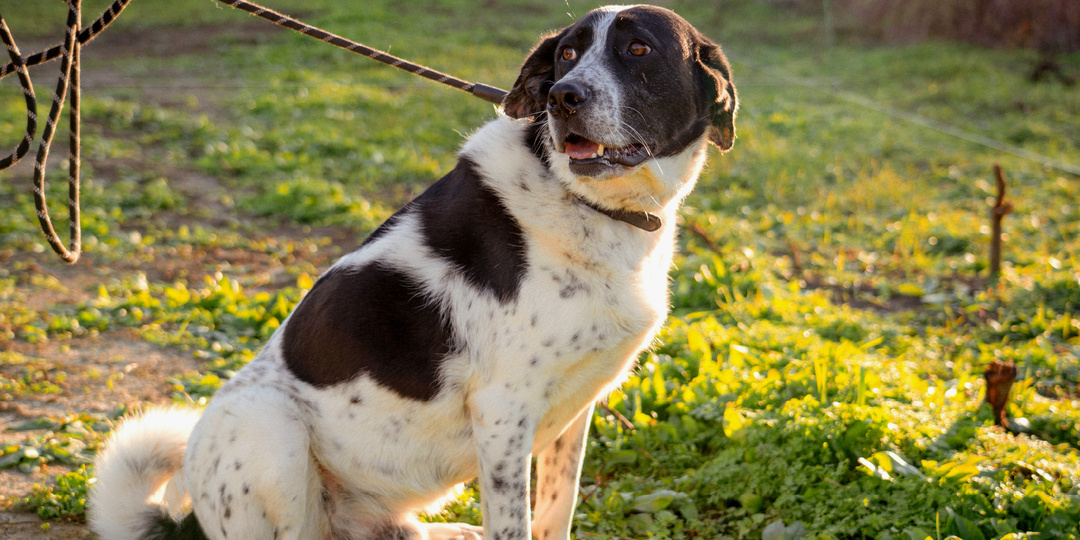 Вилли выжил и теперь очень нуждается в семье.