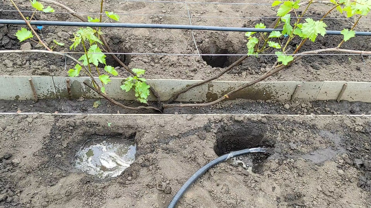 Вегетационный полив.