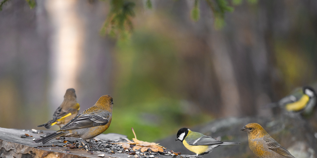 Осень на Кольском полуострове.Часть 2.