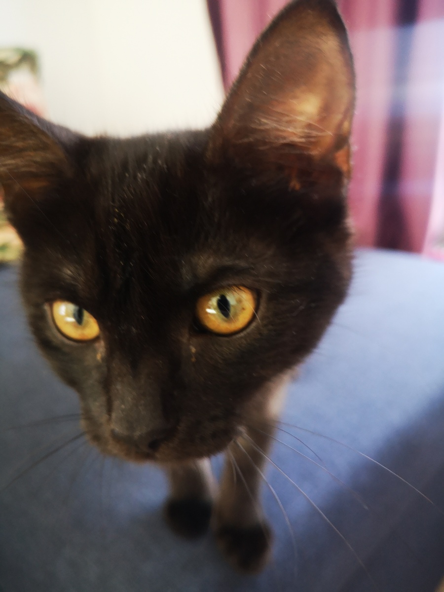 Кошь вашего Автора