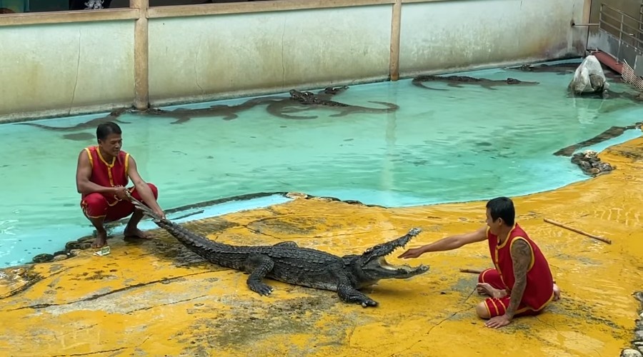 Один из ведущих шоу кладет руку в пасть крокодила.