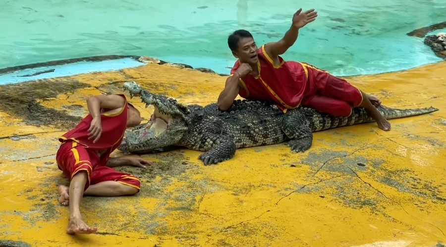 Представление достигает кульминации, когда в пасти оказывается голова человека.
