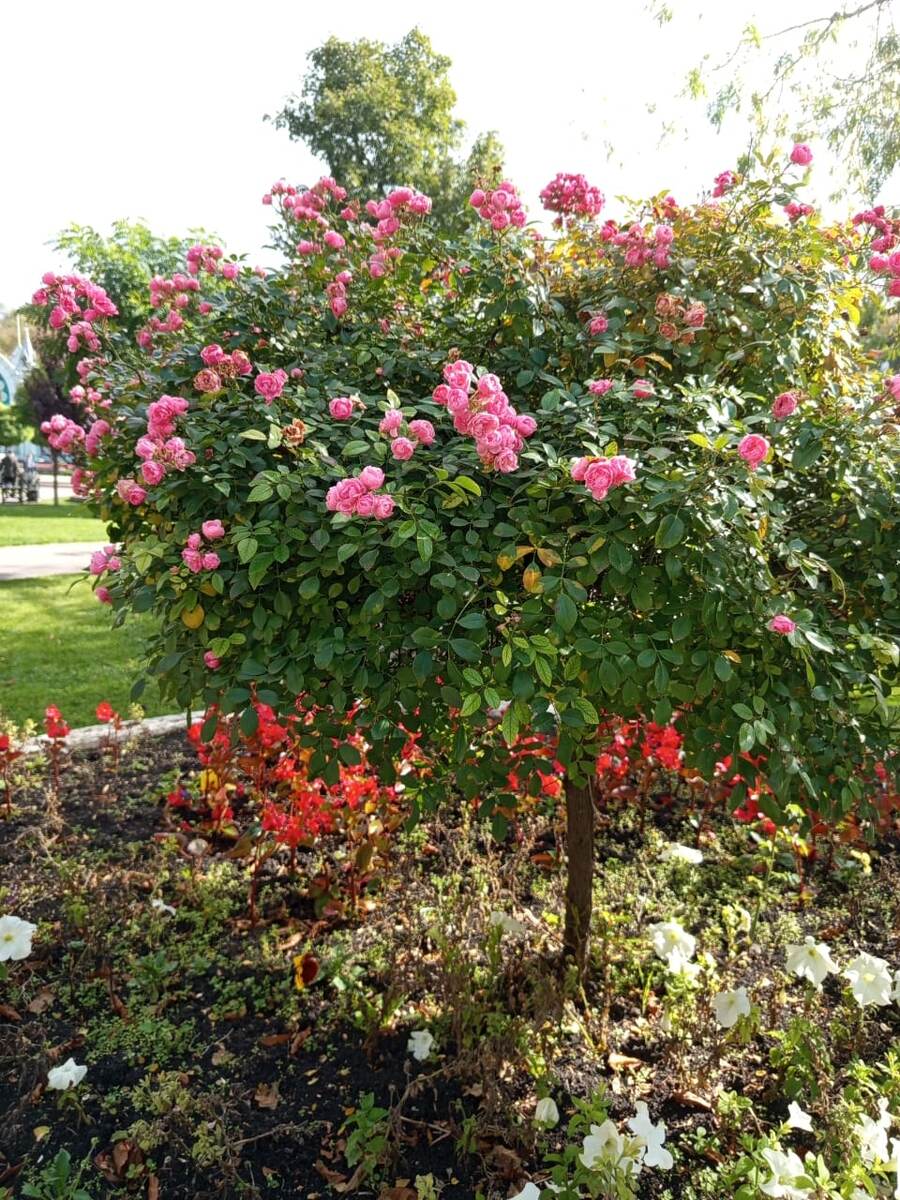 Октябрь здесь выглядит примерно так — по нашим меркам совсем лето!