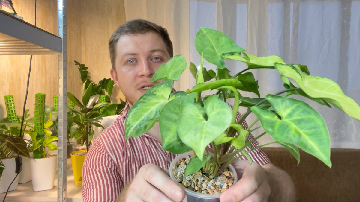 Сингониум Арроу