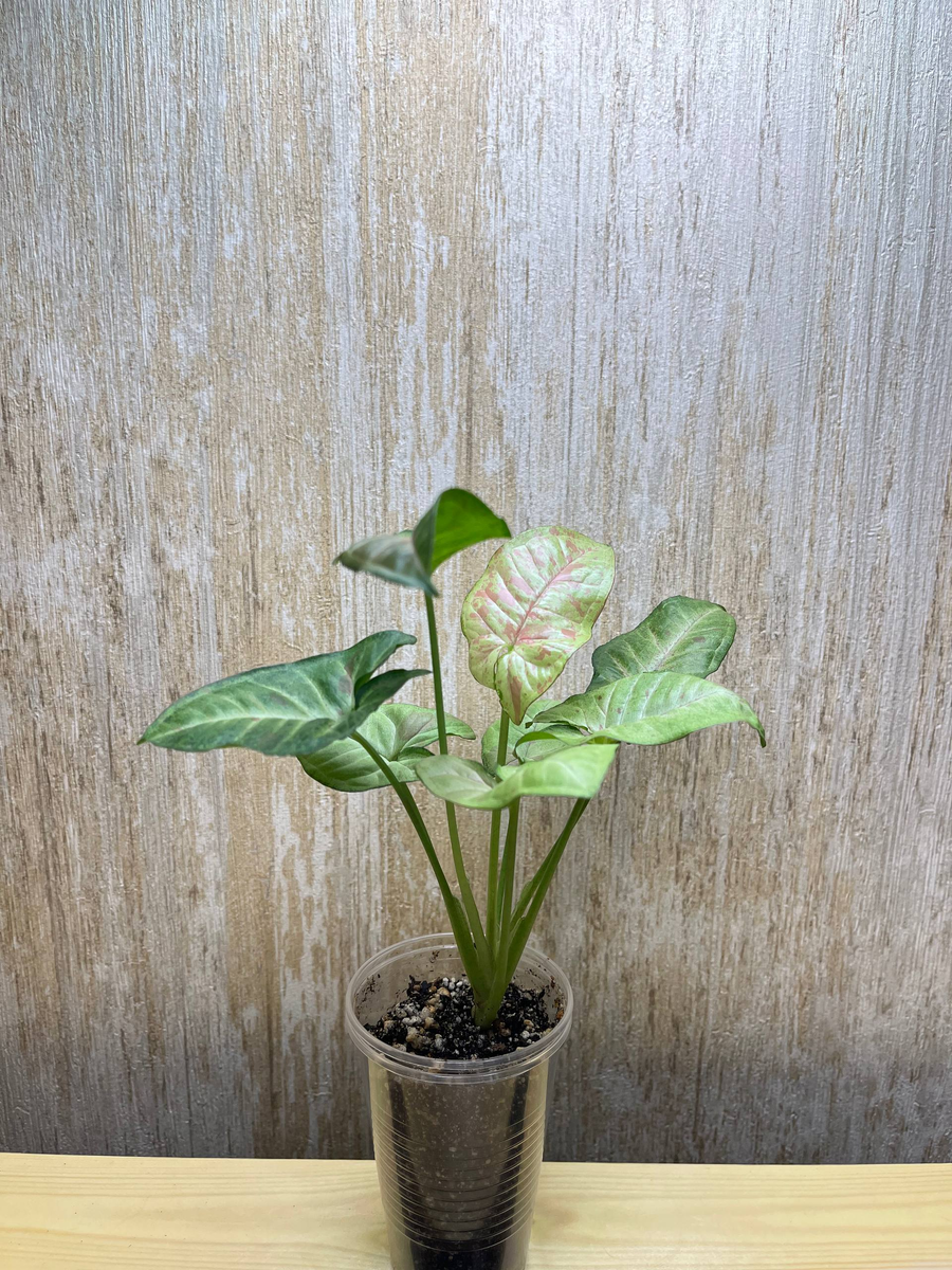 Syngonium Confetti