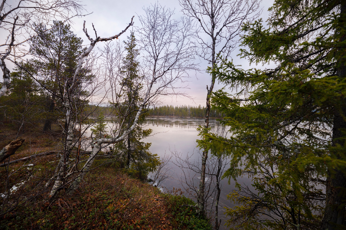 Моя фотография, лес в Карелии