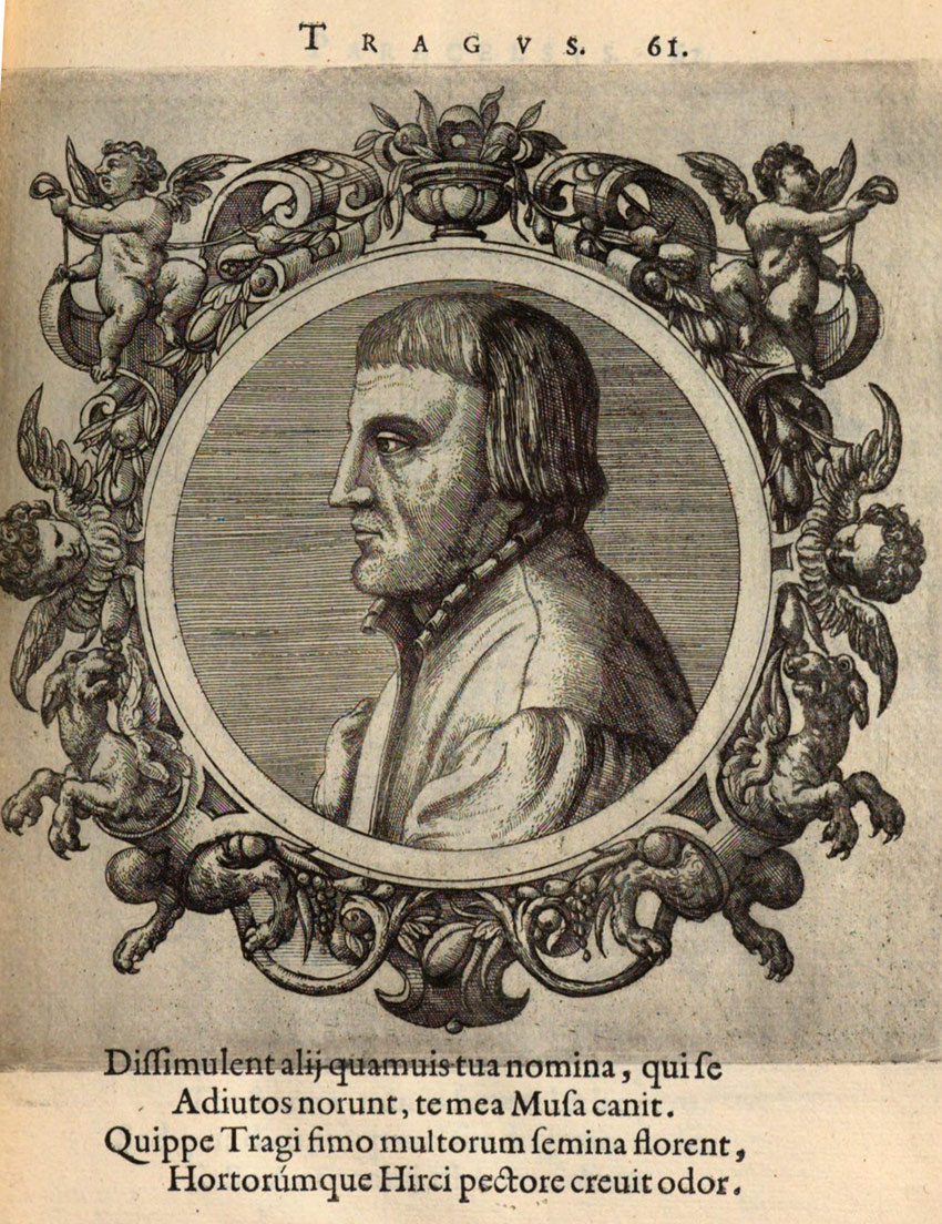 Портрет Трагуса (гравюра на меди) выполненный Питером ван дер Борхтом, из книги Иоганна Самбука «Иконы врачей и философов» 1603 г. Ссылка на изображение: https://www.digitale-sammlungen.de/en/view/bsb11196242?page=132,133