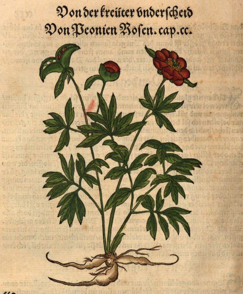 Изображение женского пиона из книги Иеронима Бока «Kreuter Buch» 1546 года.
Ссылка на изображение https://www.digitale-sammlungen.de/en/view/bsb11200232?page=482,483
