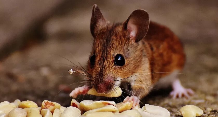    Мыши, кроты и зайцы и близко к даче не подойдут: забытый дедовский способ работает лучше покупной отравы