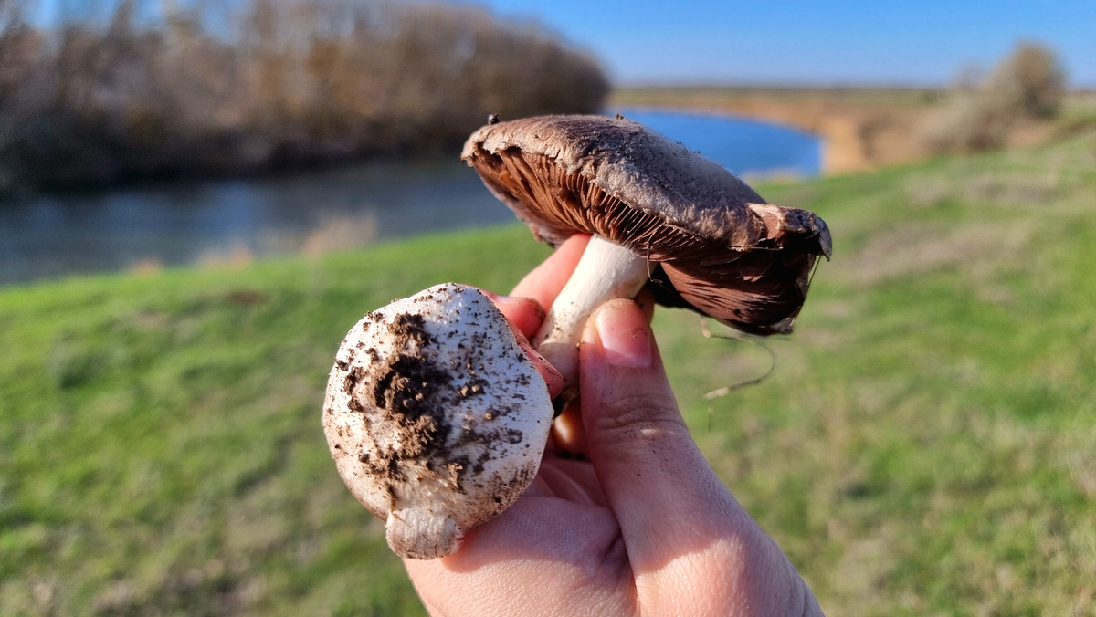 Начало тихой охоты, первая добыча