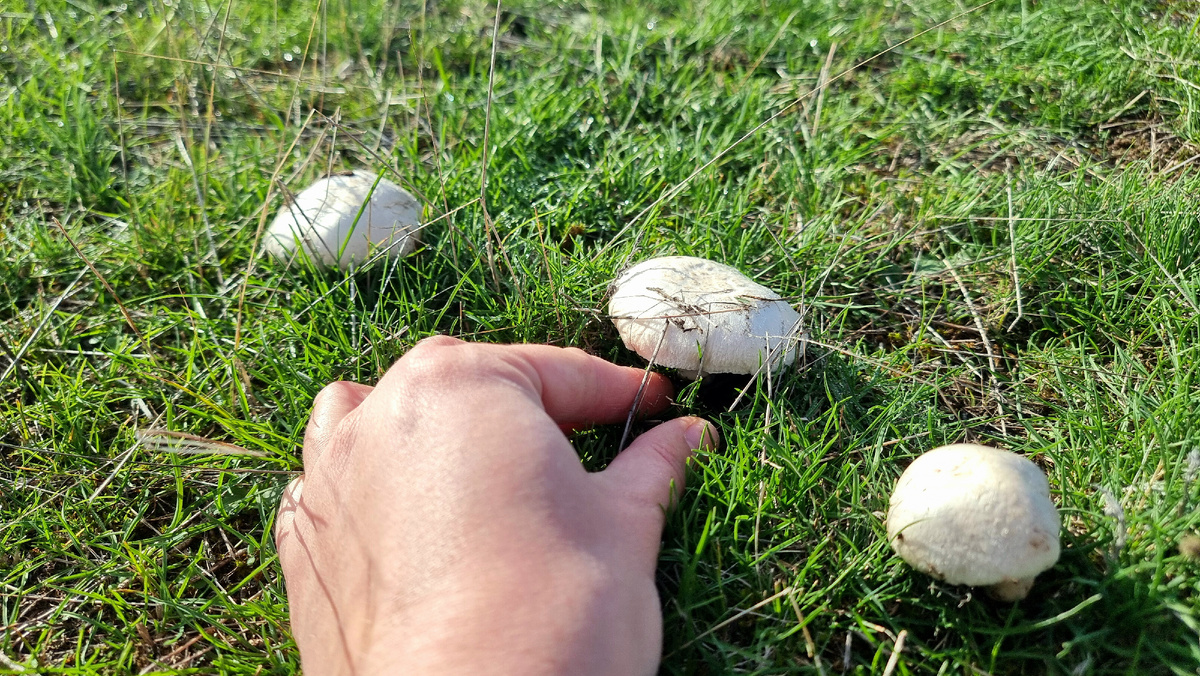 Молодые шампиньоны 