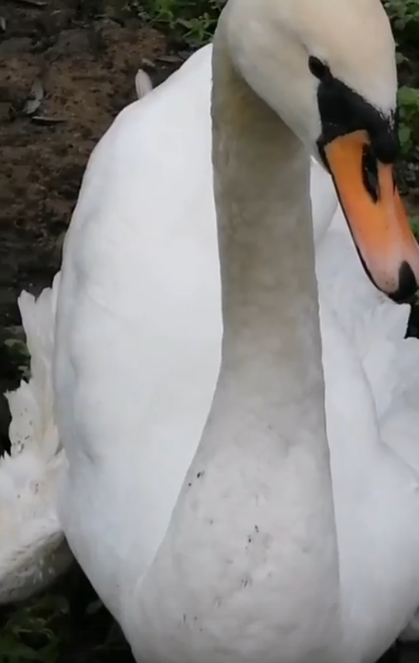 Скриншот здесь и далее: из видео в сообществе «Подворье «Птичий дворик» в соцсети «ВКонтакте»