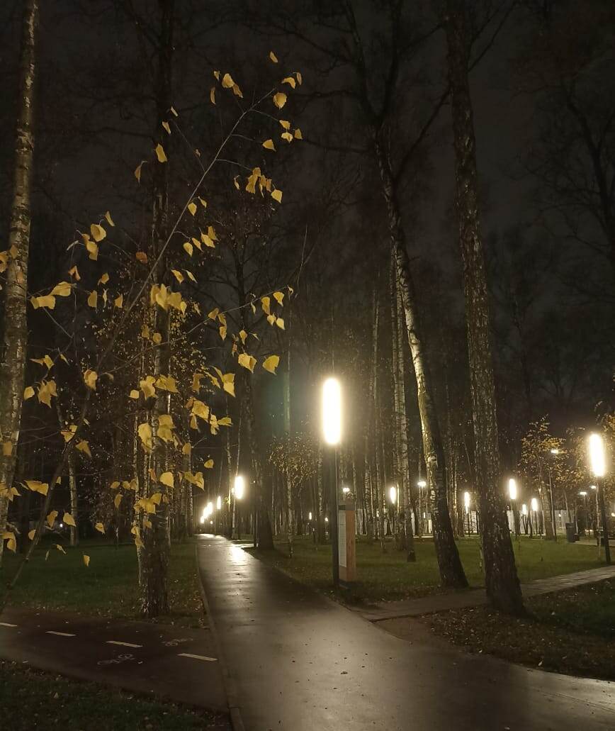 Последние листочки на ветру колышатся