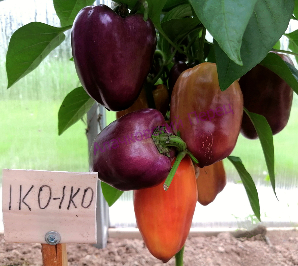 Iko-Iko (Ико-Ико)