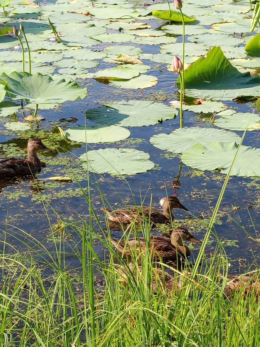 Уточки в Хабаровском крае