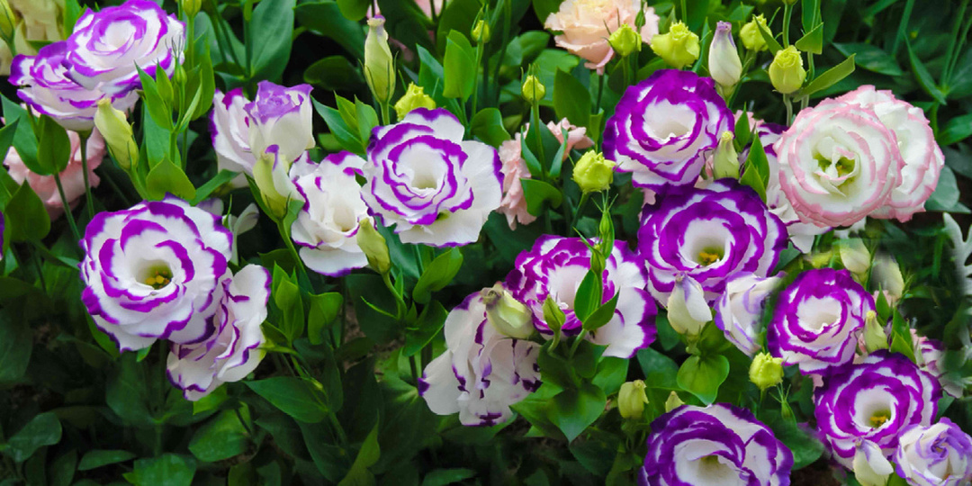 Эустоме лучше дома: долгоиграющие краски с доходом в бюджет