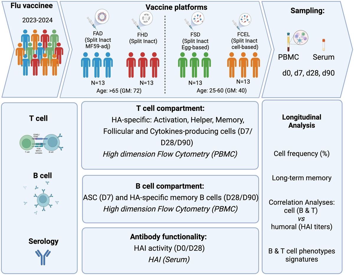    The Journal of Immunology (2025). DOI: 10.1093/jimmun/vkaf286