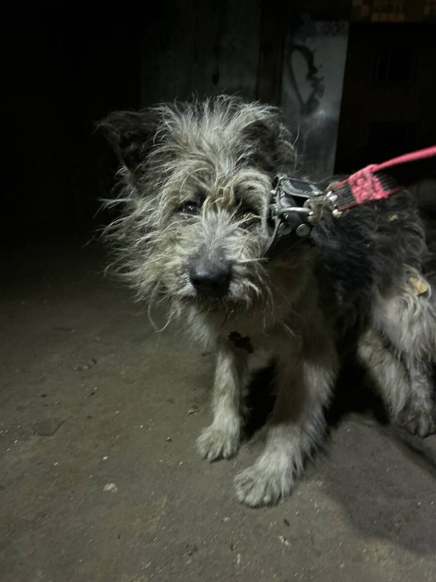 Таком Машу (Эму) нашли волонтеры