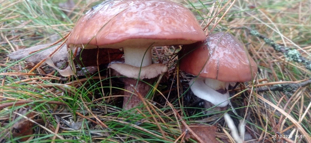 долгожданные  маслята-октябрята