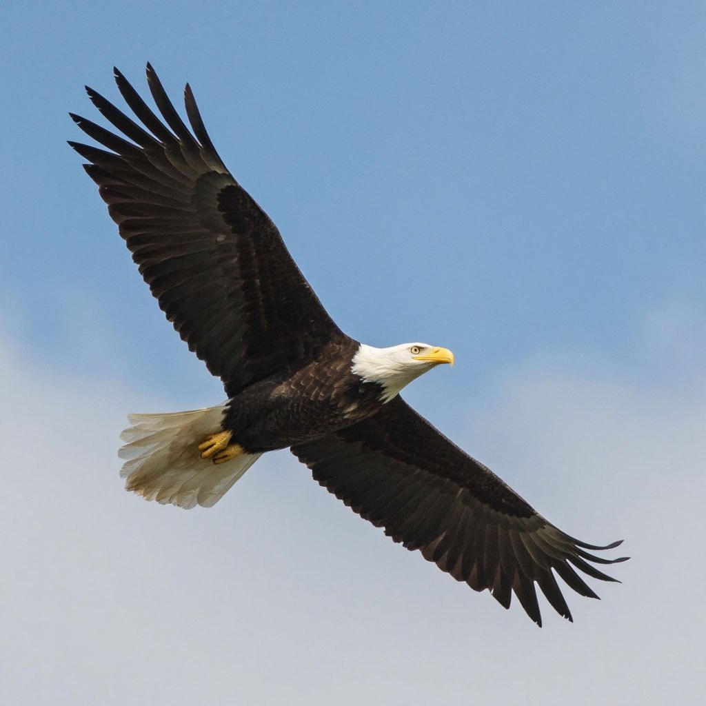 Спасио ИИ, за  правильную картинку.