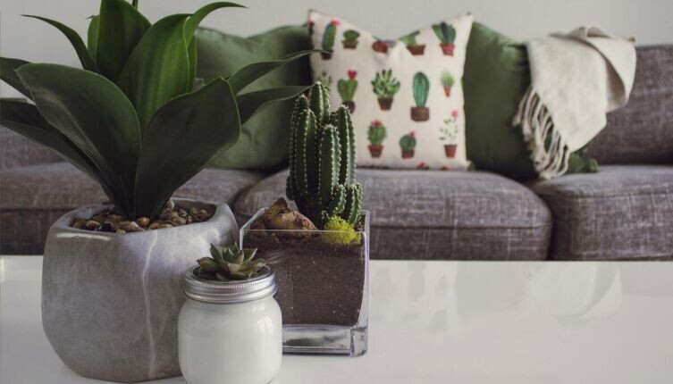    Что любимые комнатные цветы расскажут о вашем характере? Фото: по лицензии CC0 Pxhere.com