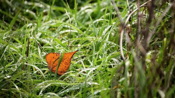    © РИА Новости Крым . Дмитрий Макеев