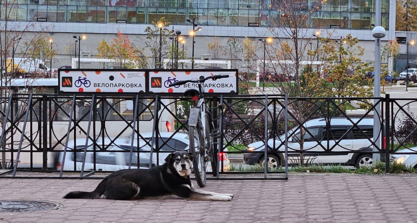    Любят своих хозяев до беспамятства: 4 породы собак, которые будут с вами везде и всегда
