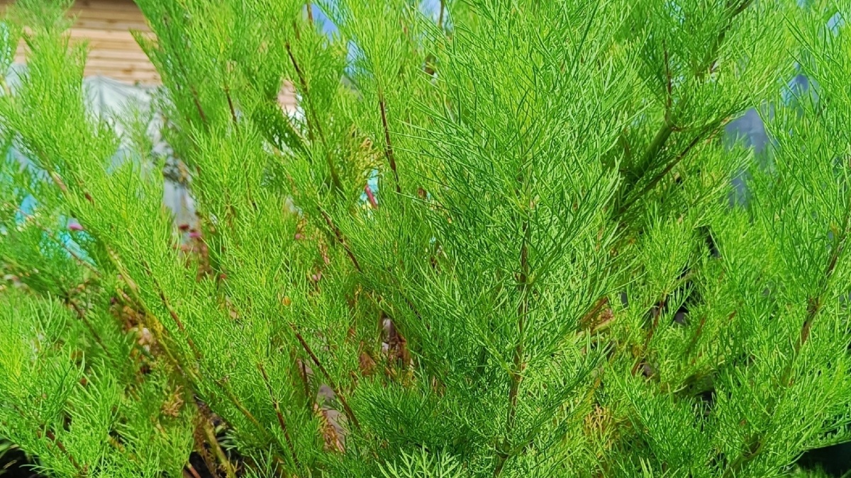 Фото: ИА SM.News📷
