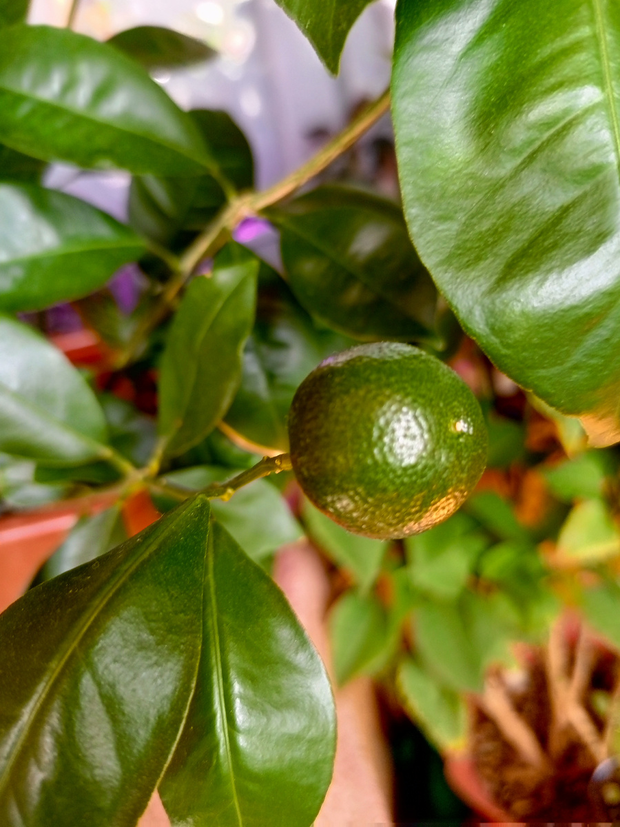 Мы не знали, какое цитрусовое растение купили, и ждали, что наконец созреет на деревце. Мандарин или апельсин? Оказался каломандин. Купила в магните под названием цитрус.