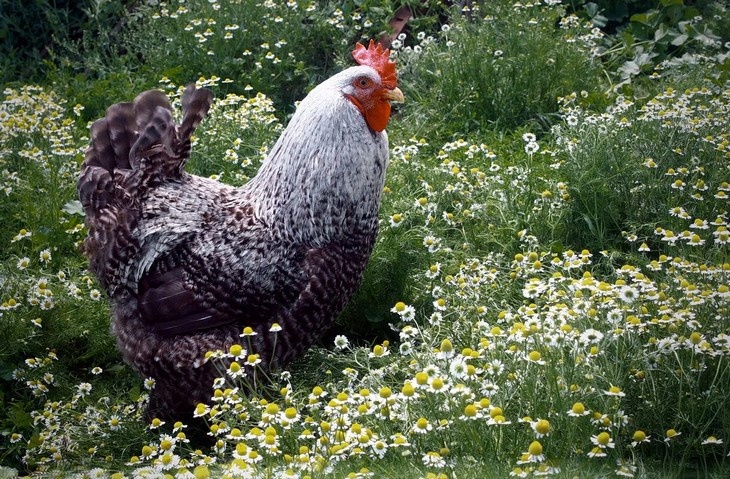    кур Редакция Газеты