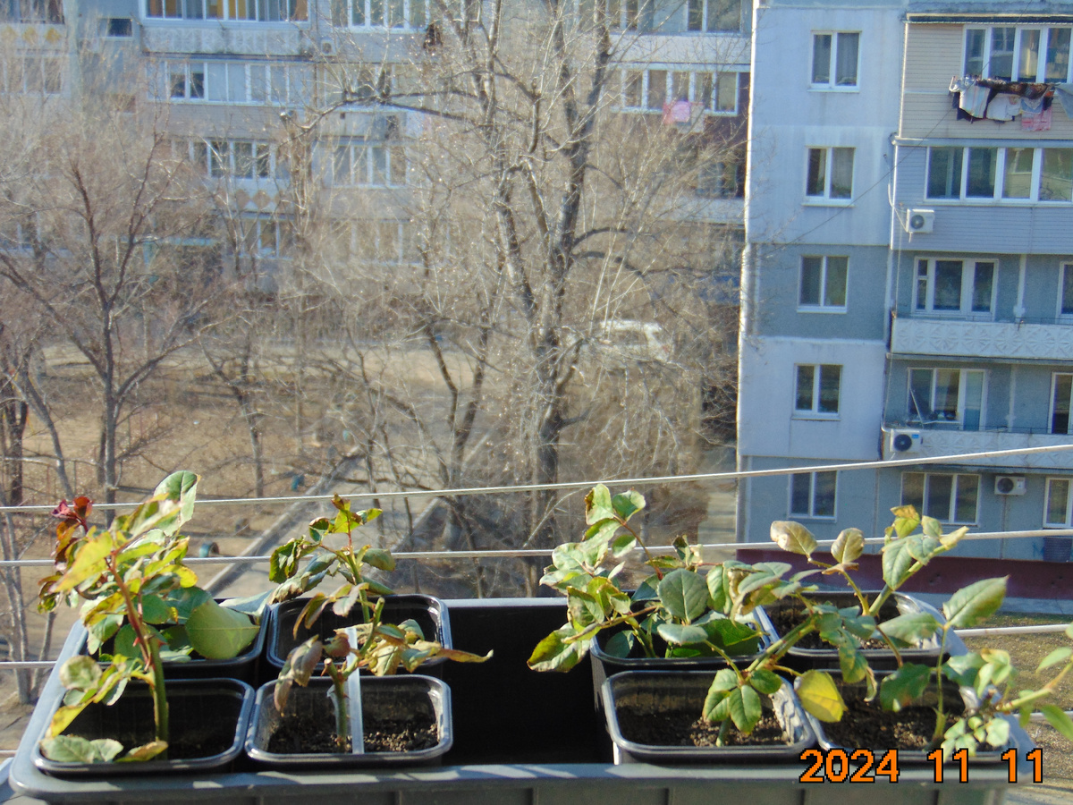 Черенки роз 2024 года перед отправкой в подвал