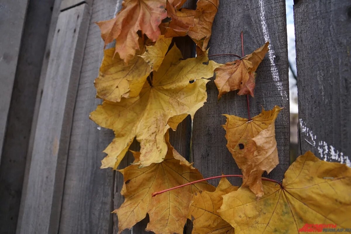    Нельзя тратить деньги. Что запрещено в Осенние Кузьминки 14 ноября
